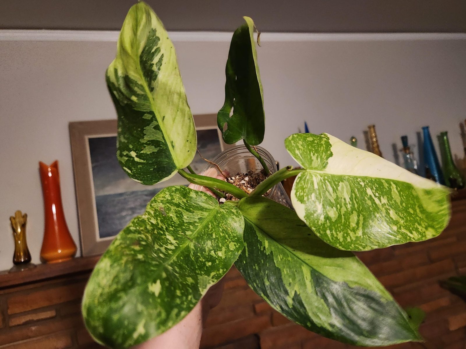 temoignages-et-avis-sur-le-prix-des-monstera-albo-sont-ils-justifies