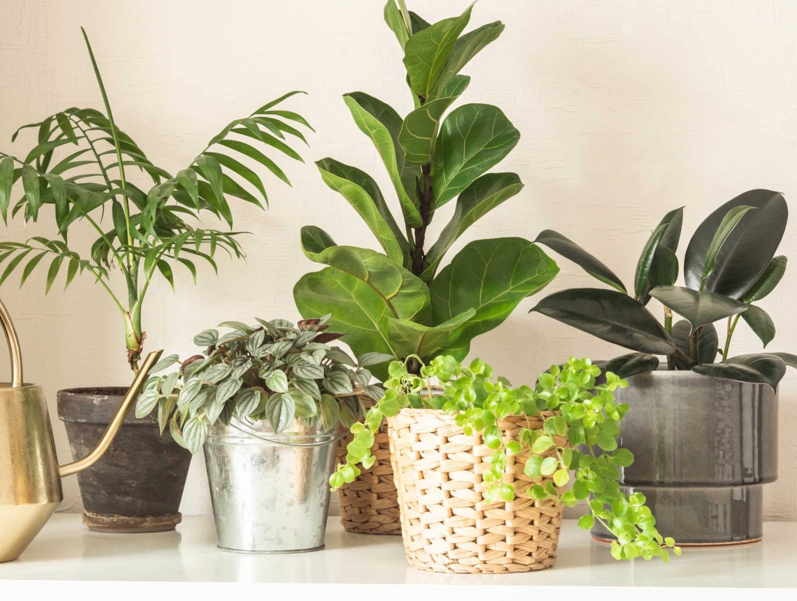 temoignages-et-avis-sur-les-pots-de-plantes-dinterieur-adaptes-a-chaque-type-de-plante