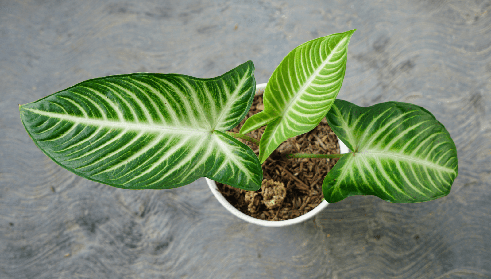 Xanthosoma lindenii en pot