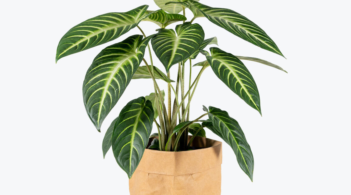 Gros plan d'un Xanthosoma lindenii au feuillage majestueux avec des nervures bien définies, idéal pour les amateurs de plantes d'intérieur tropicales.