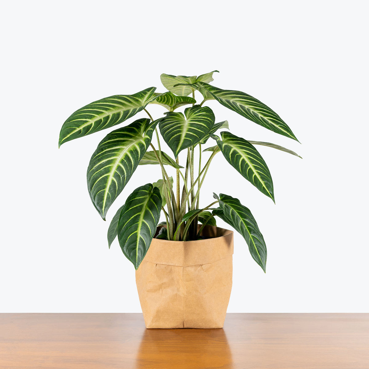 Gros plan d'un Xanthosoma lindenii au feuillage majestueux avec des nervures bien définies, idéal pour les amateurs de plantes d'intérieur tropicales.