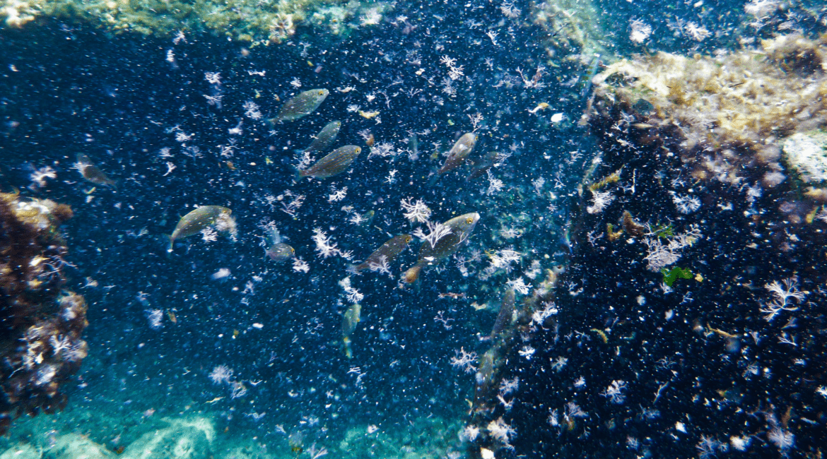aquaculture