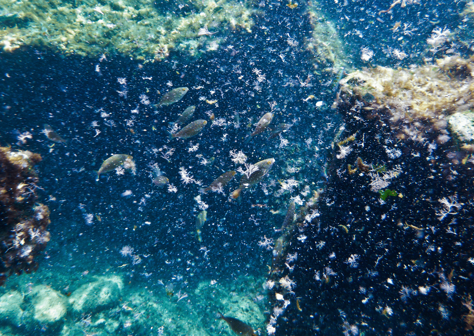 aquaculture