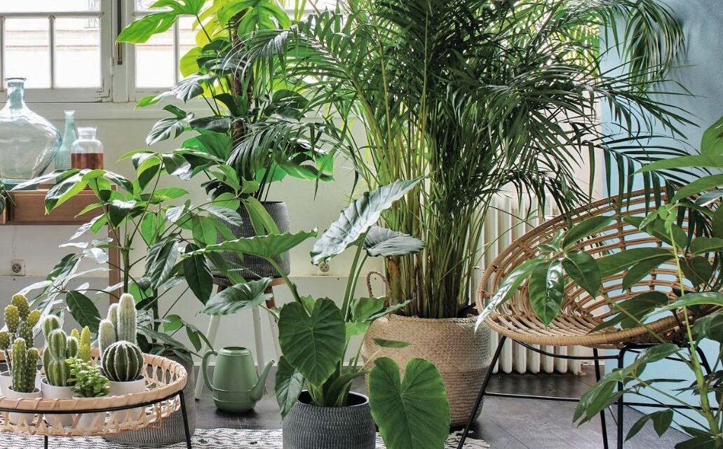 plantes-dombre-en-pot-comment-choisir-et-soigner-vos-compagnons-vegetaux-pour-les-espaces-sombres