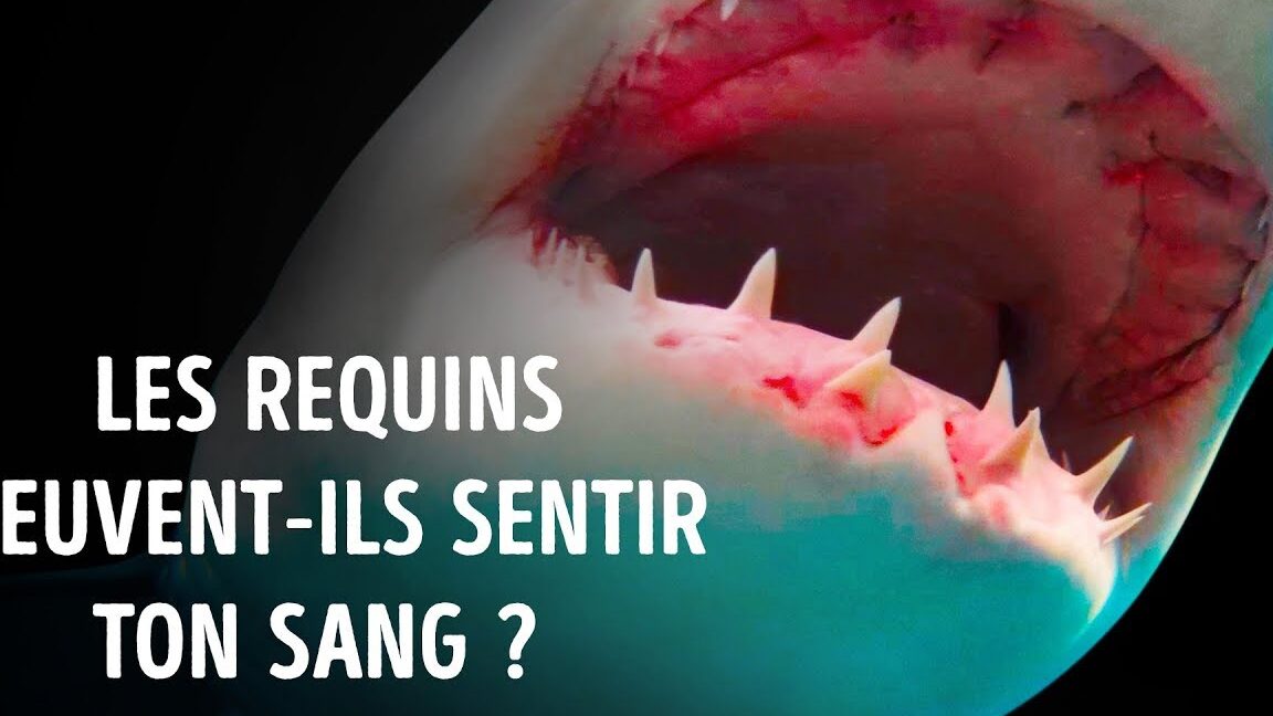 a-quelle-distance-les-requins-sentent-ils-le-sang