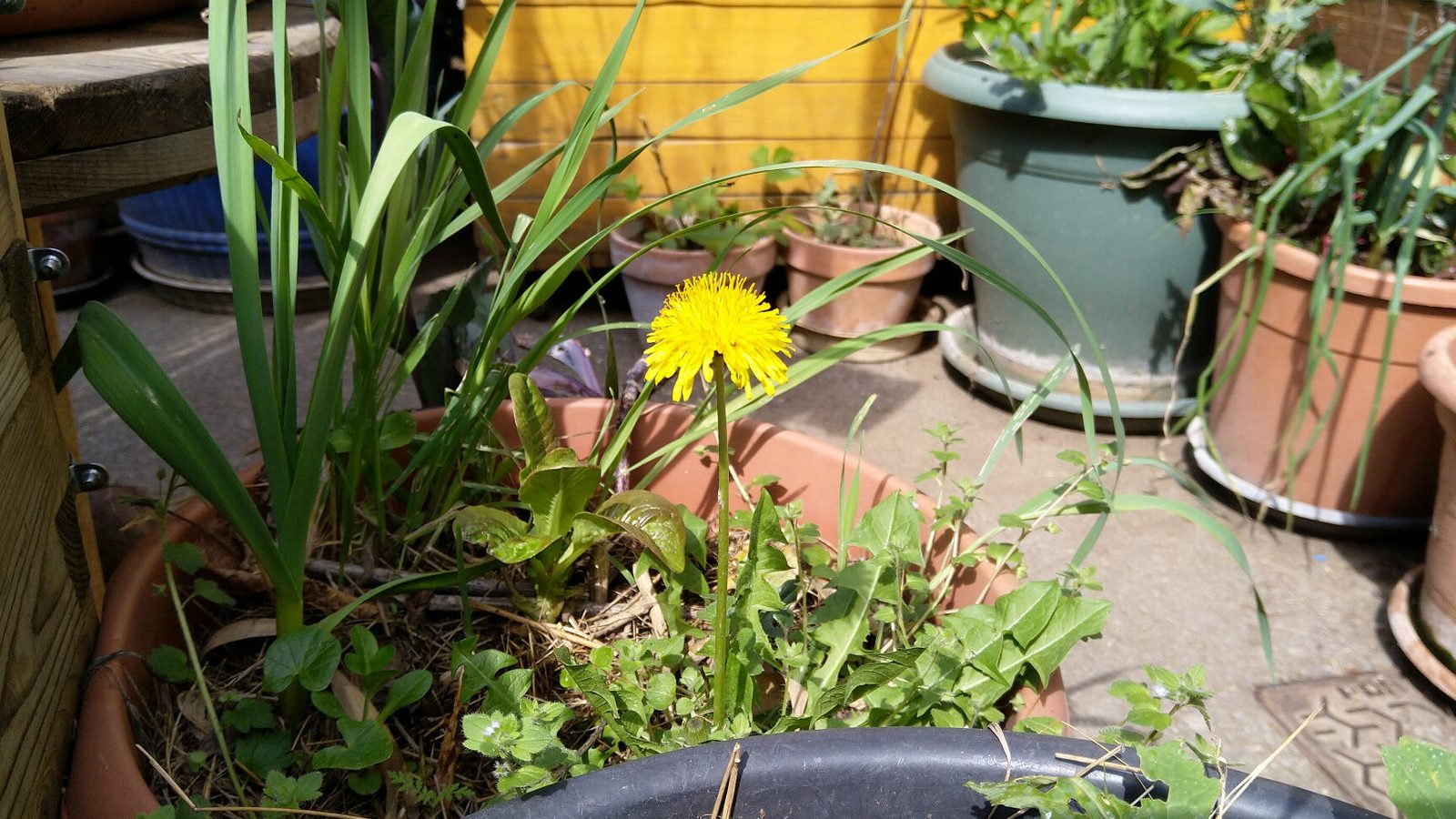 comment-attirer-les-abeilles-dans-son-jardin-naturellement