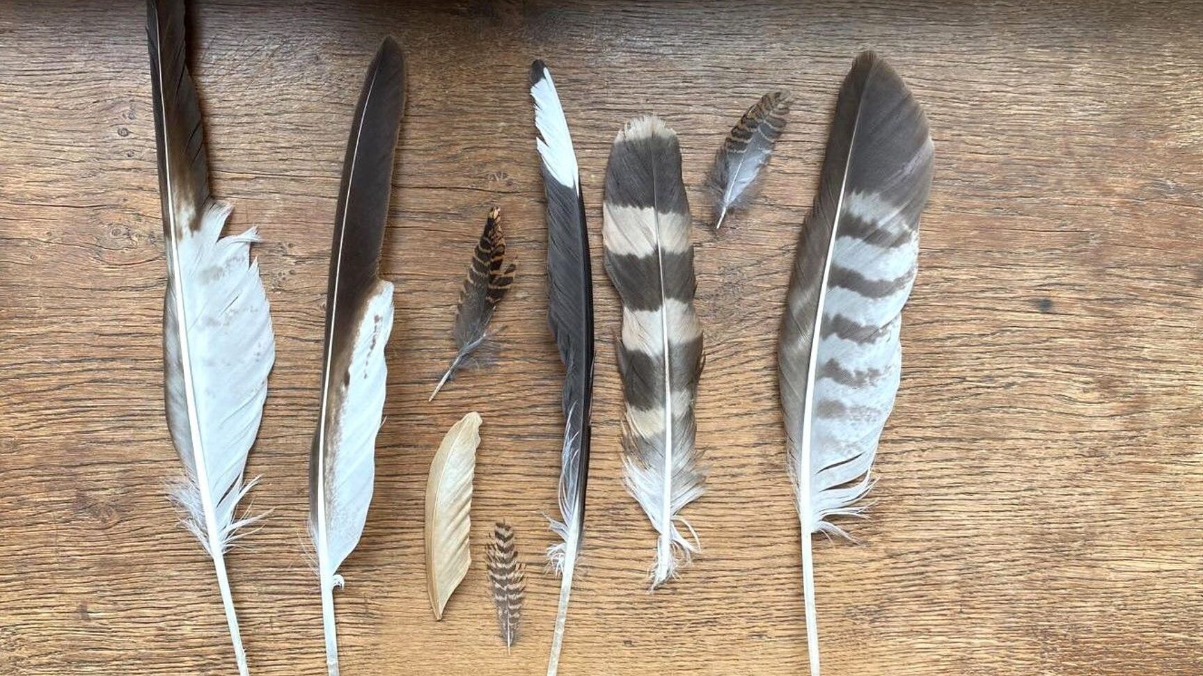 comment-identifier-les-plumes-des-oiseaux-communs