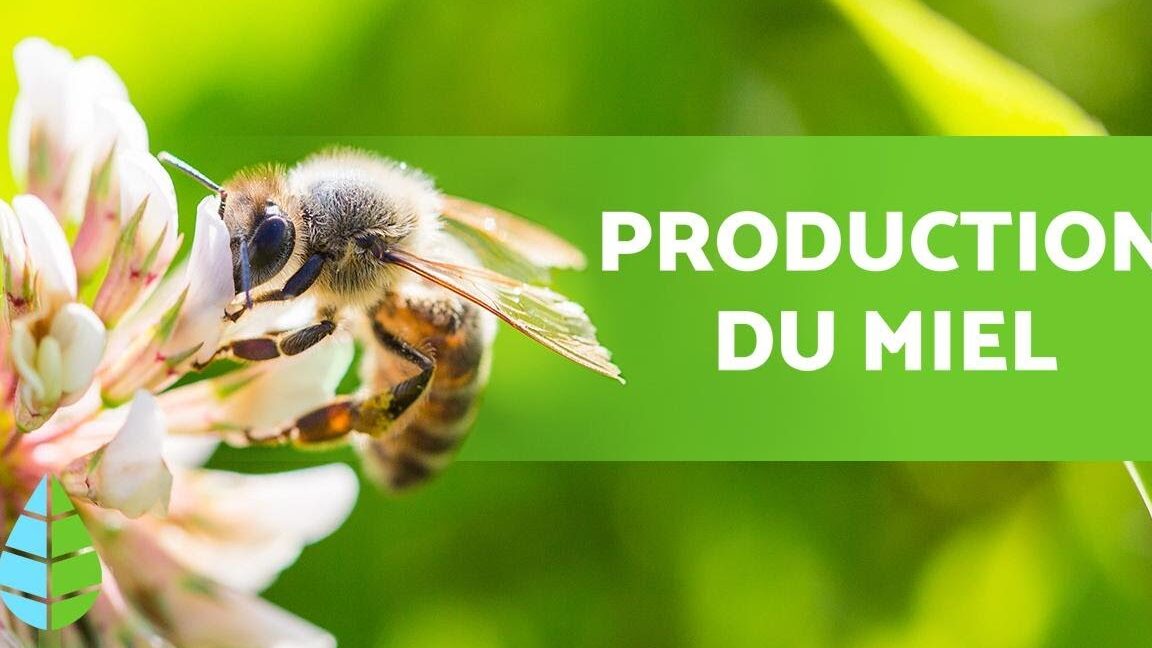 comment-les-abeilles-produisent-du-miel