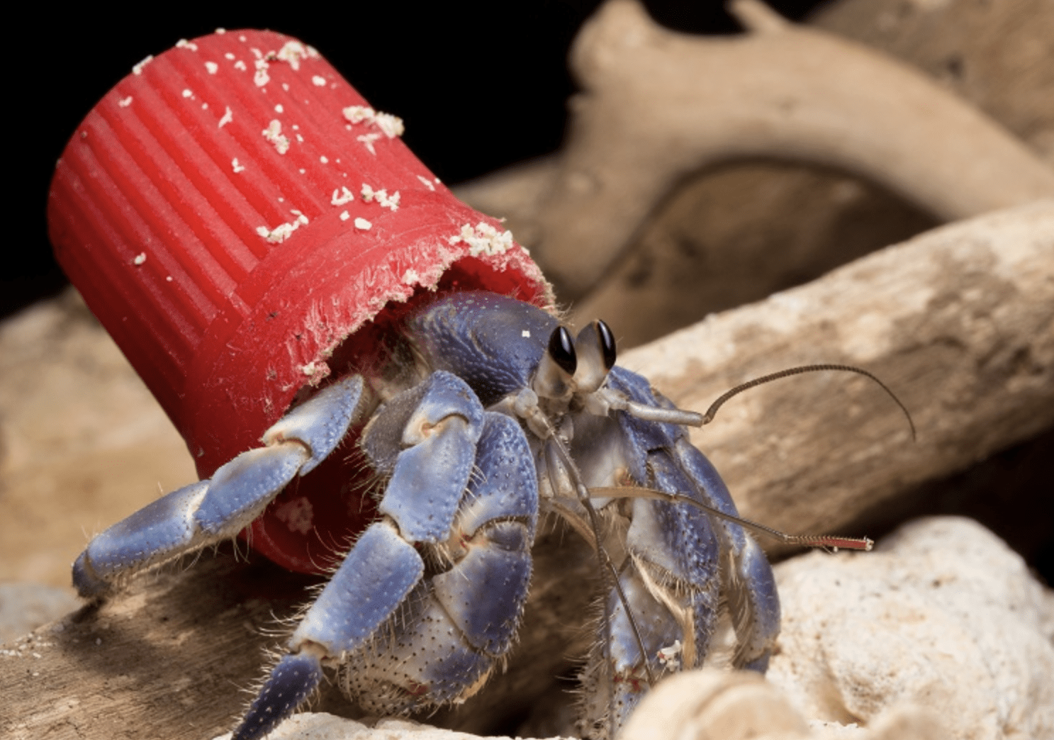 comment-les-bernard-lermite-choisissent-leur-coquille