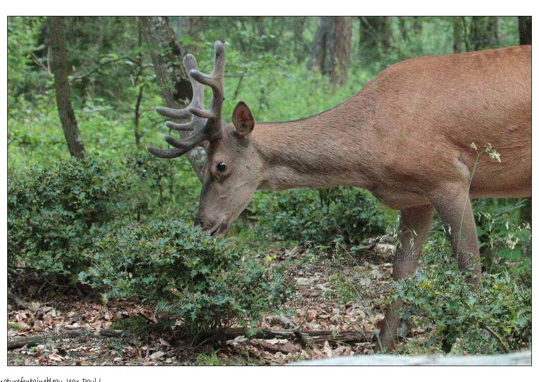 comment-les-cerfs-marquent-leur-territoire-en-foret