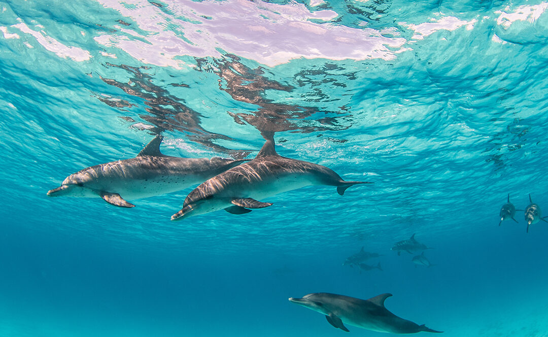comment-les-dauphins-se-parlent-ils-vraiment-entre-eux