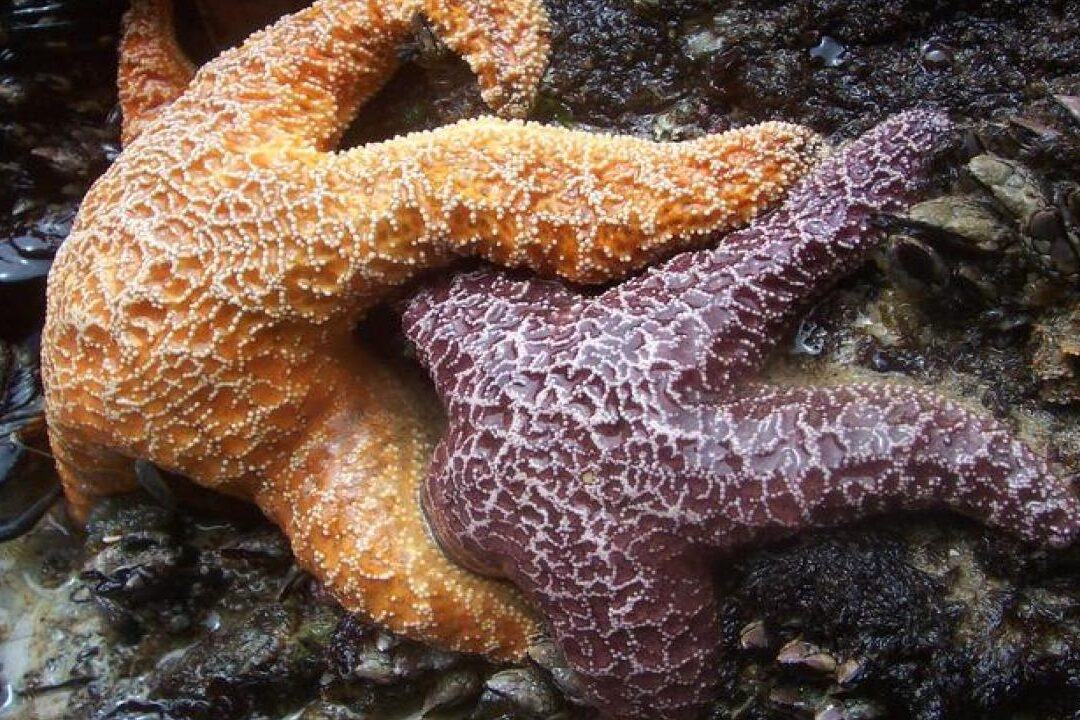 comment-les-etoiles-de-mer-se-reproduisent-elles