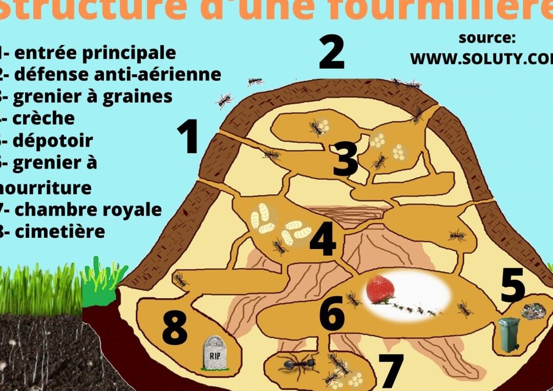 comment-les-fourmis-construisent-leur-fourmiliere