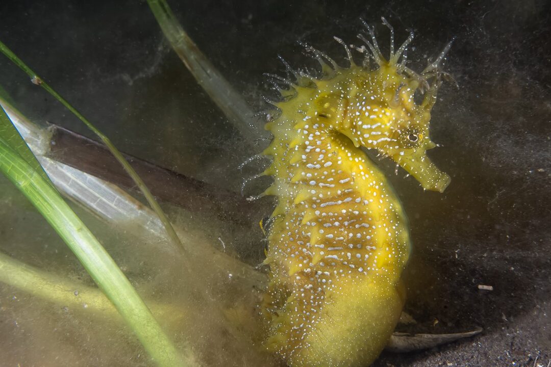 comment-les-hippocampes-se-deplacent-sous-leau