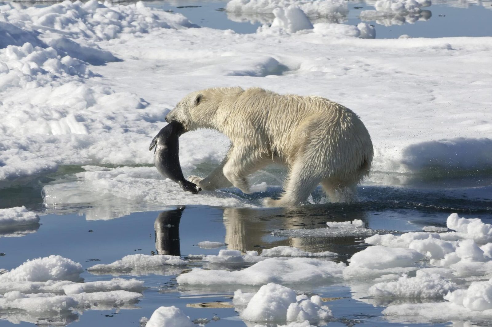 comment-les-ours-polaires-chassent-sur-la-banquise