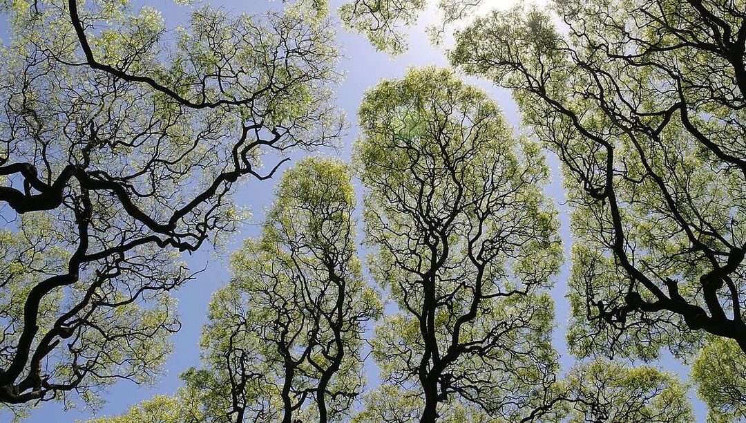 comment-les-plantes-communiquent-entre-elles