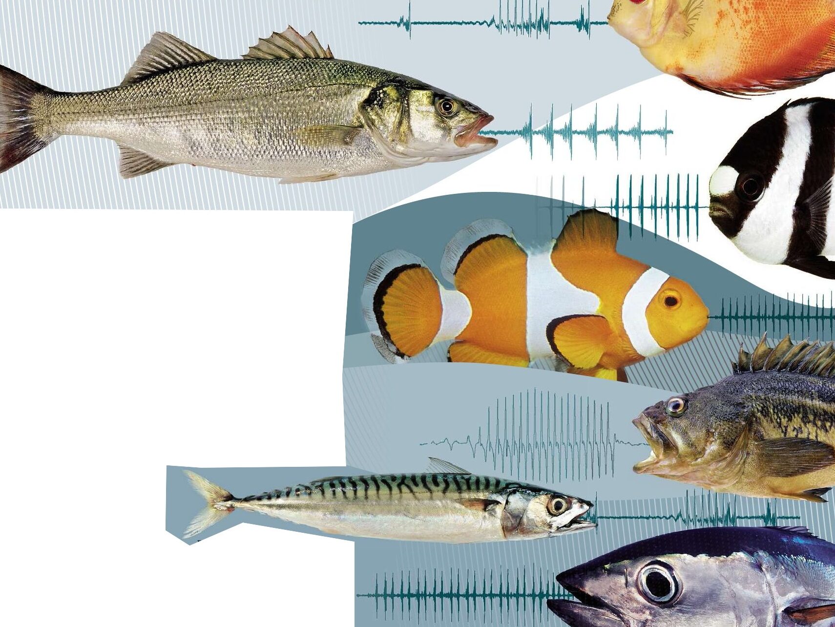 comment-les-poissons-echangent-ils-des-messages