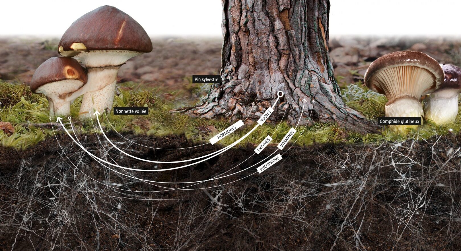comment-les-racines-des-arbres-interagissent-elles-entre-elles