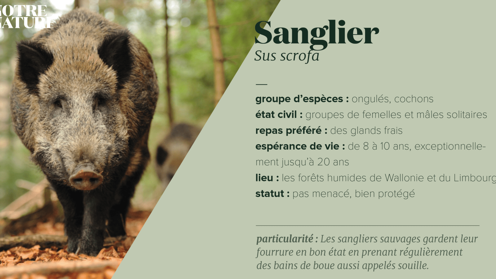 comment-les-sangliers-trouvent-leur-nourriture