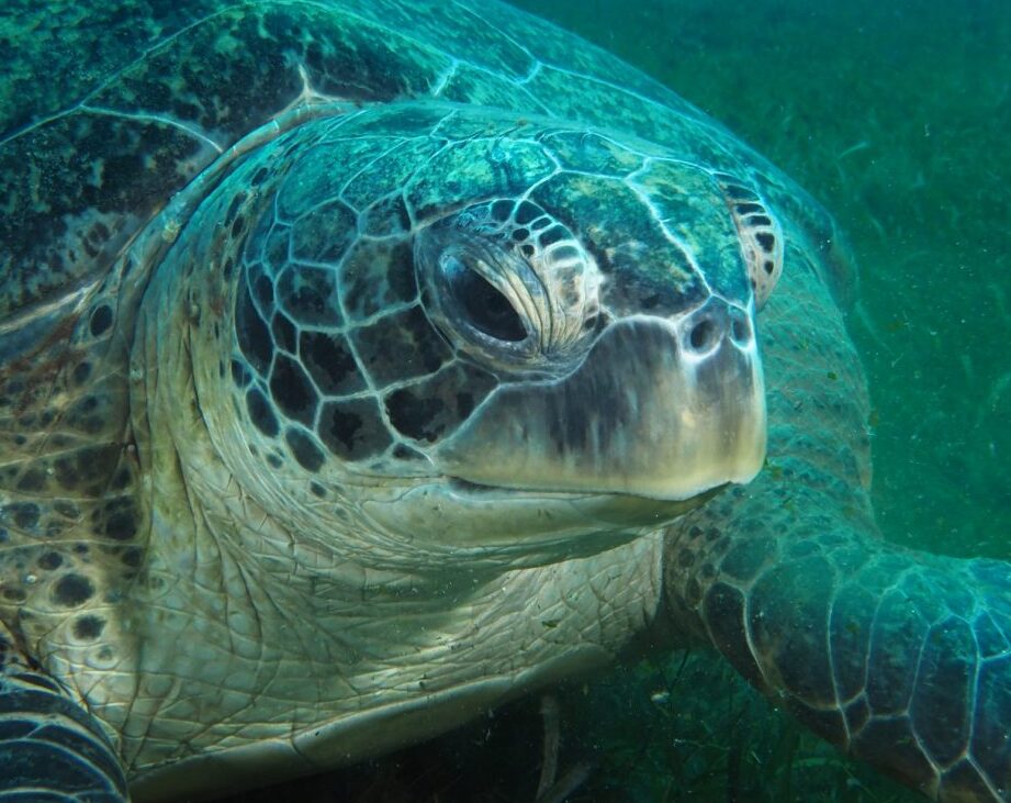 comment-naissent-les-tortues-marines-etape-par-etape