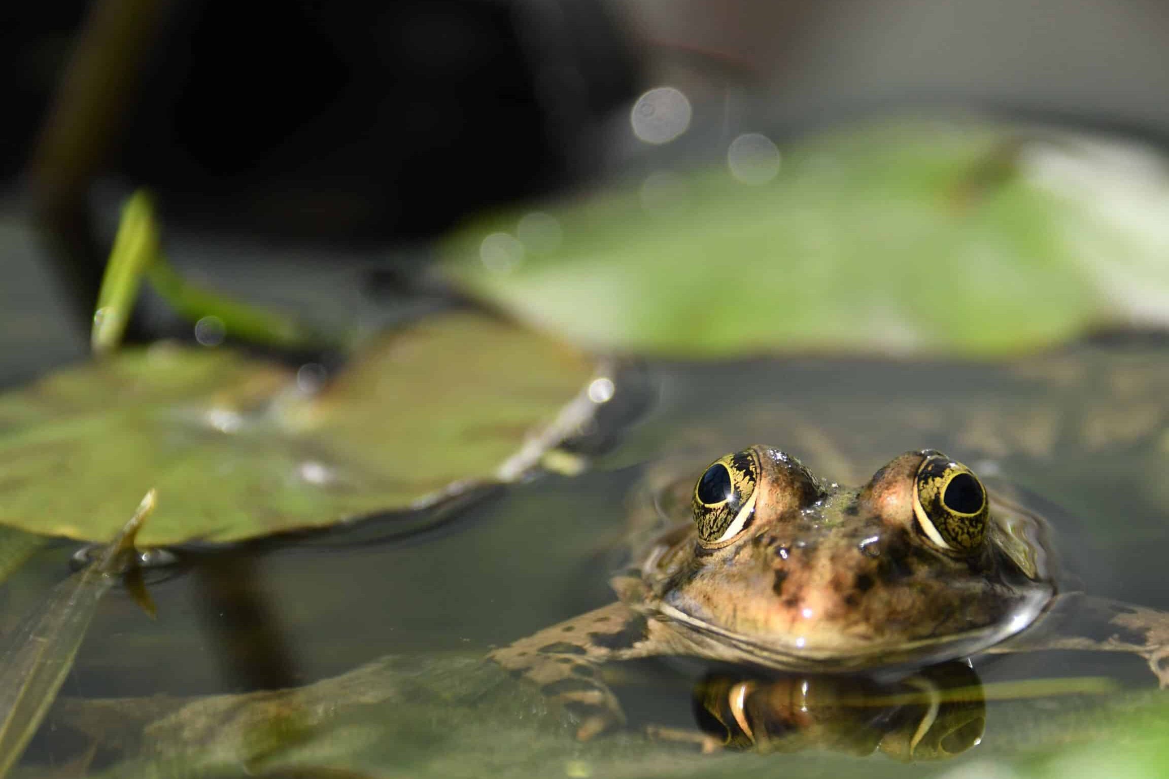 comment-proteger-les-grenouilles-dans-son-bassin