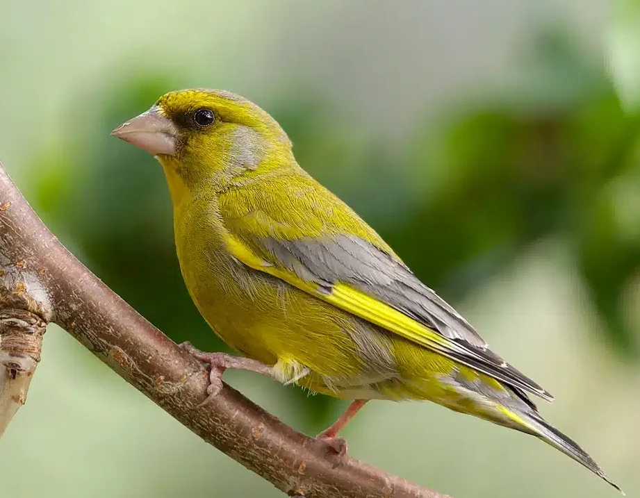 comment-reconnaitre-les-cris-des-oiseaux-les-plus-communs