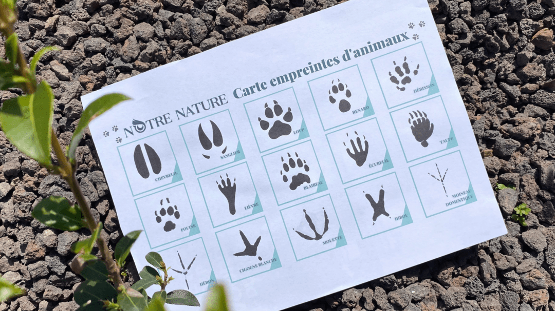 comment-reconnaitre-les-empreintes-danimaux-sauvages