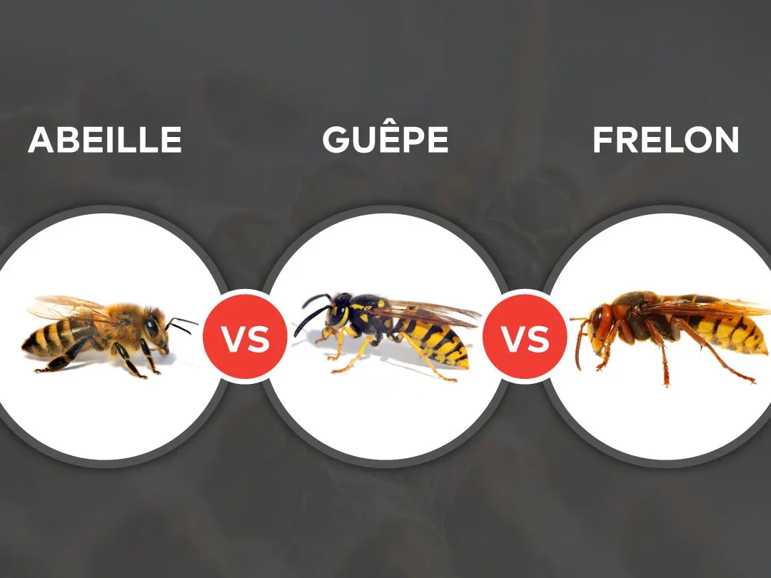 comment-reconnaitre-une-abeille-une-guepe-ou-un-frelon