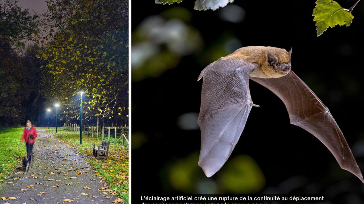 comment-reduire-la-pollution-lumineuse-pour-proteger-les-chauves-souris