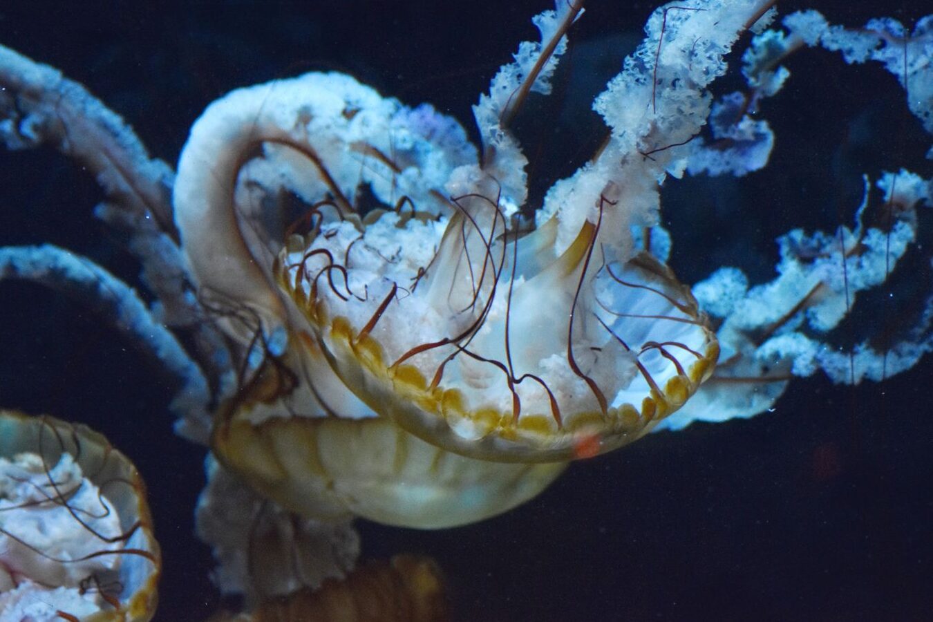 de-quoi-se-nourrit-reellement-une-meduse