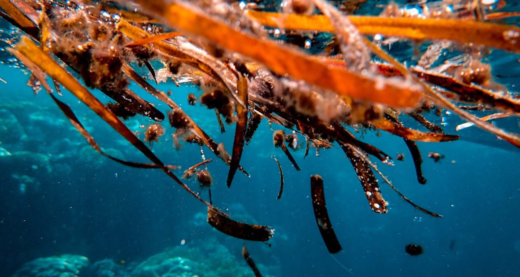 le-role-des-algues-dans-lequilibre-des-oceans