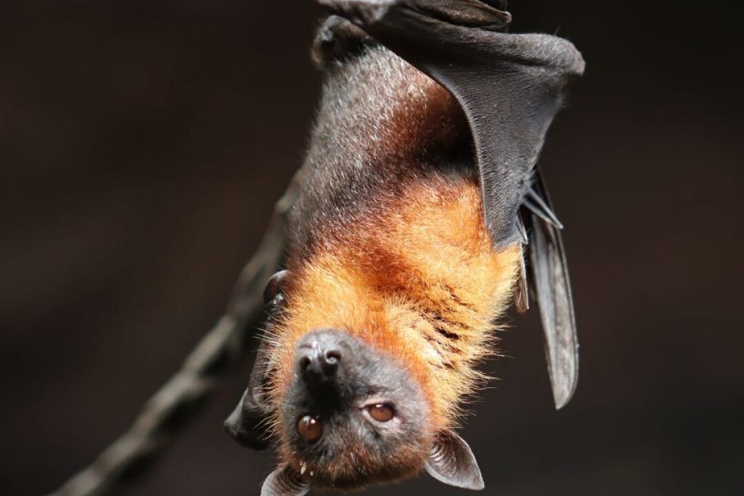 les-chauves-souris-representent-elles-un-danger-pour-lhomme