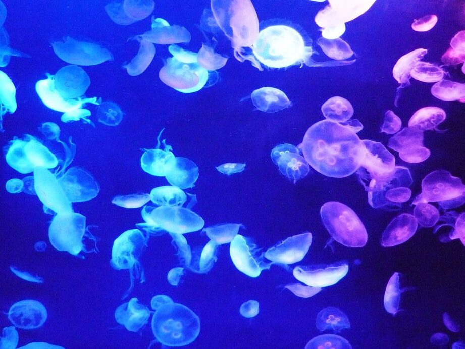 les-secrets-etonnants-des-meduses-bioluminescentes