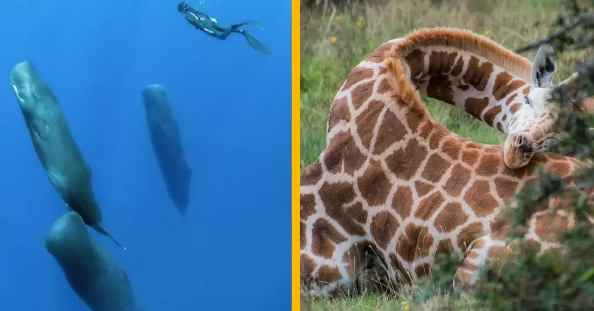 ou-dorment-les-dauphins-et-comment-respirent-ils-en-dormant