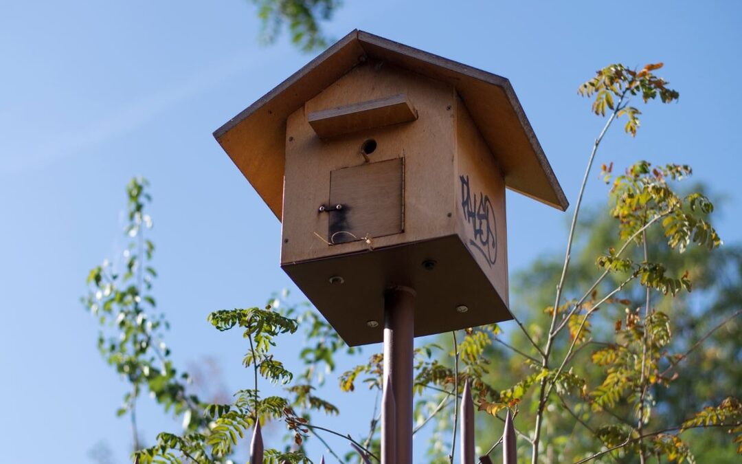 ou-et-comment-installer-un-nichoir-a-oiseaux
