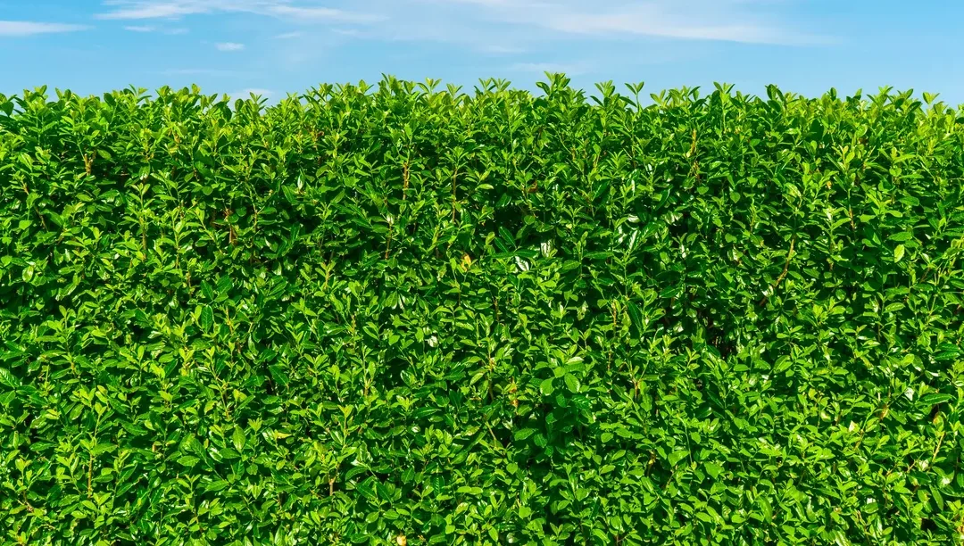 planter-une-haie-naturelle-pour-attirer-la-faune-locale