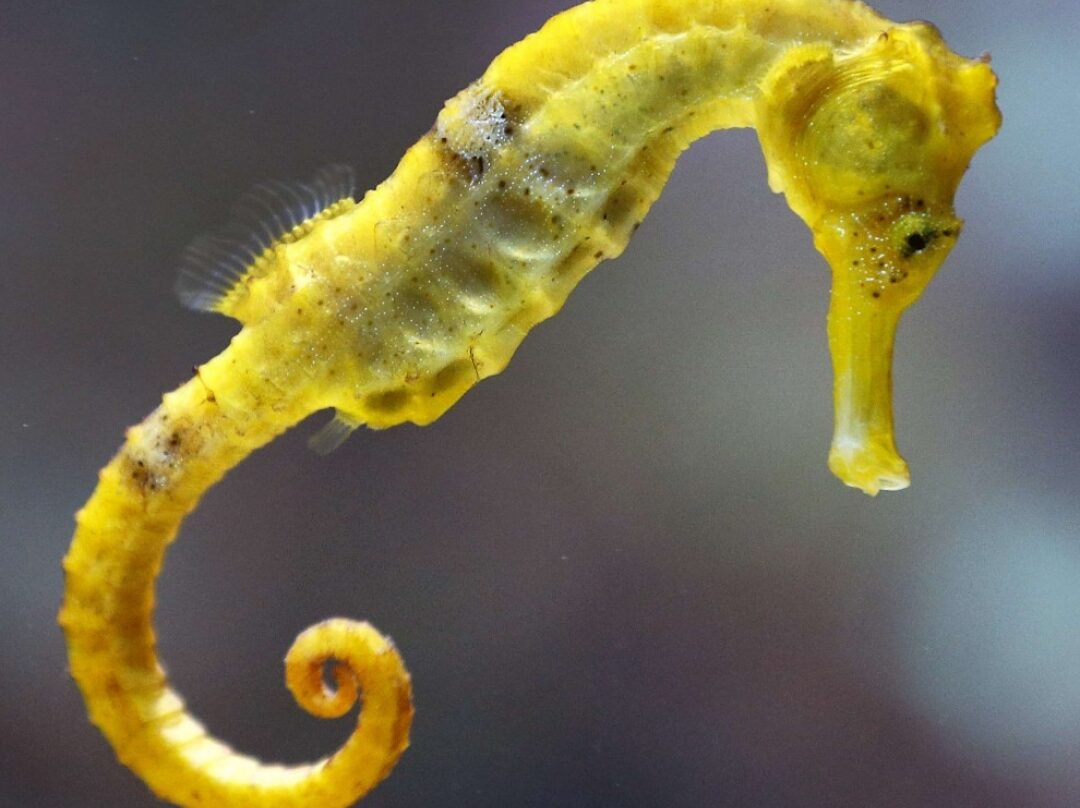 pourquoi-le-male-hippocampe-porte-t-il-les-oeufs