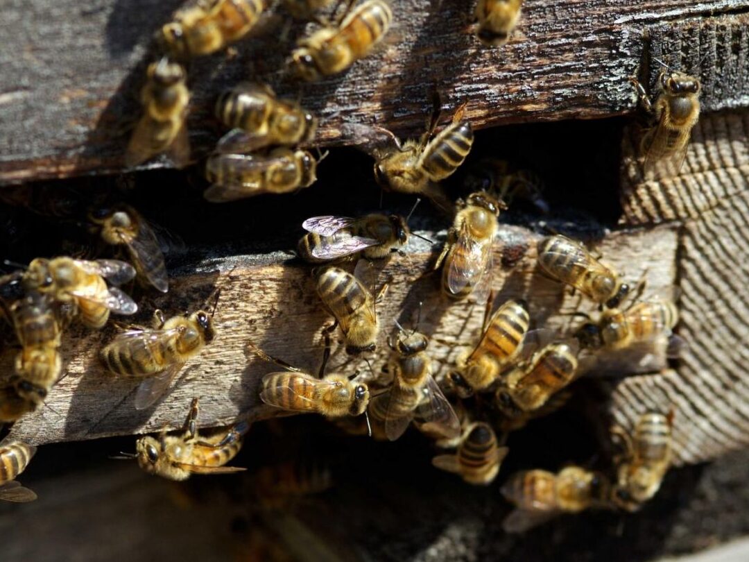 pourquoi-les-abeilles-choisissent-de-vivre-en-ruche