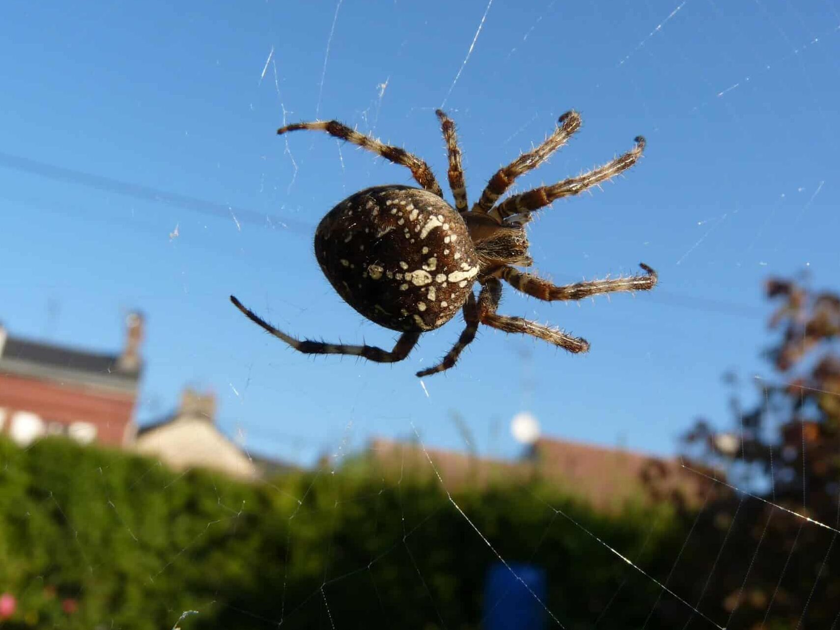 pourquoi-les-araignees-sont-indispensables-au-jardin