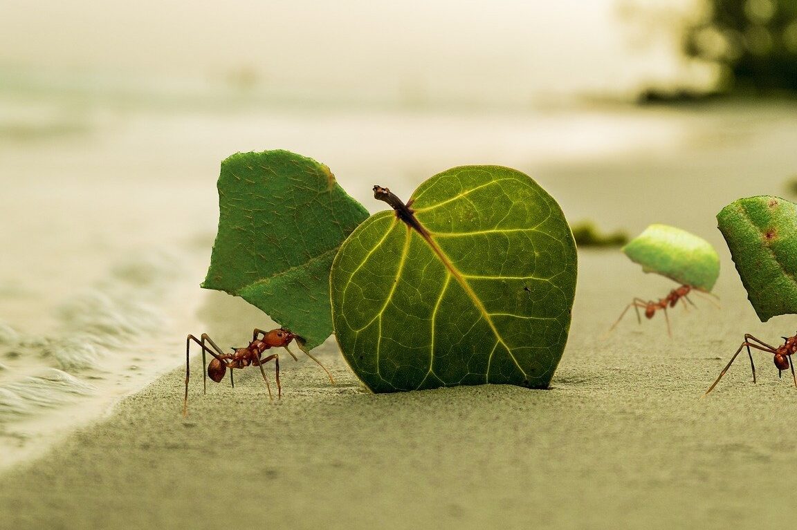 pourquoi-les-fourmis-sont-essentielles-a-lequilibre-naturel