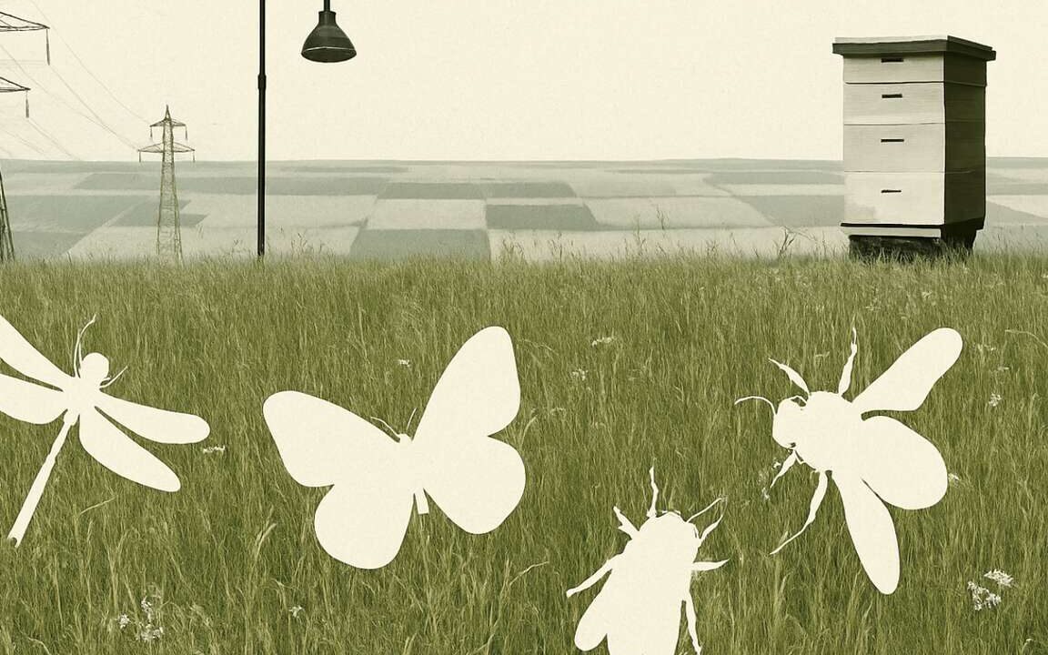 pourquoi-les-insectes-disparaissent-si-rapidement