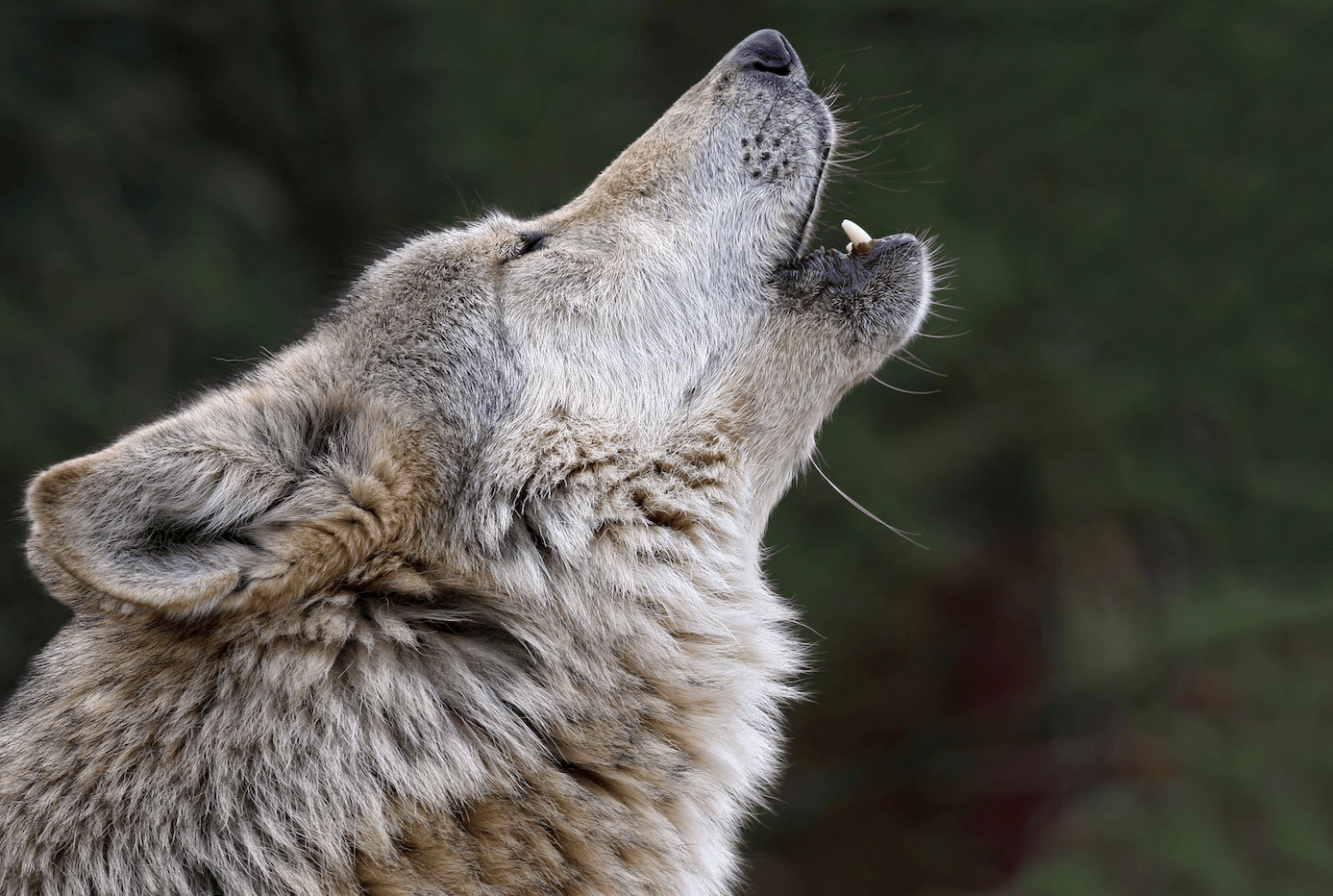 pourquoi-les-loups-hurlent-ils-vraiment