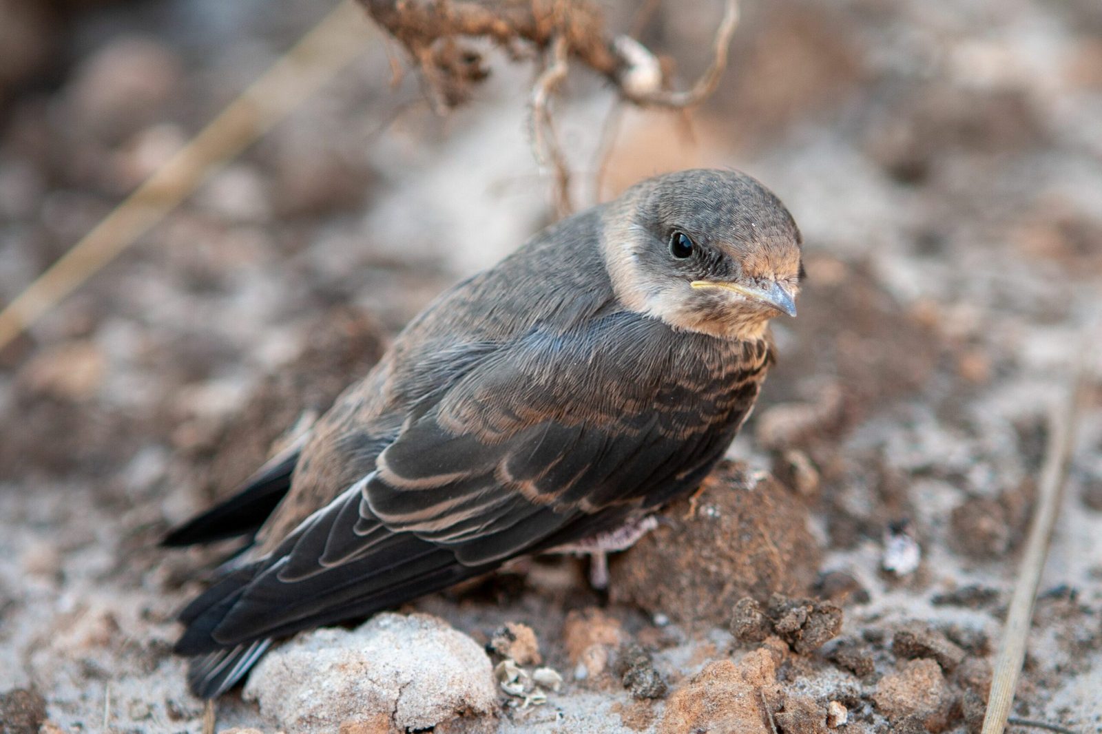 pourquoi-les-oiseaux-avalent-ils-des-cailloux