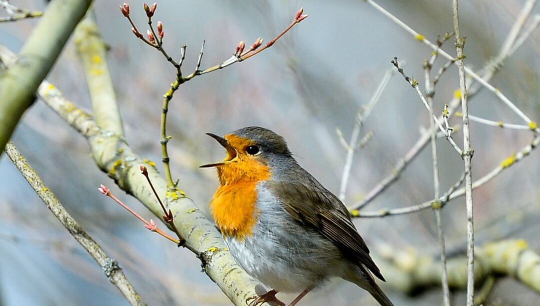pourquoi-les-oiseaux-chantent-ils-au-lever-du-jour