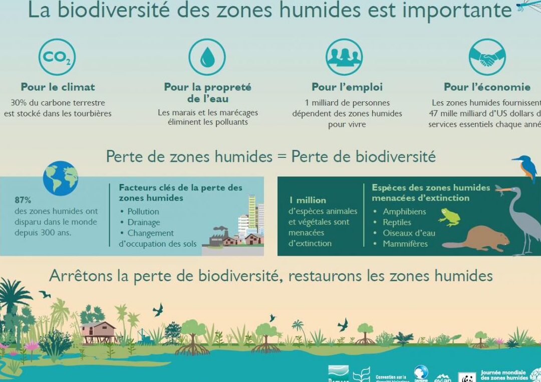 pourquoi-les-zones-humides-sont-vitales-pour-les-amphibiens