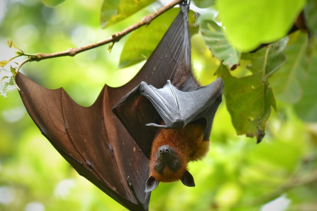 que-mange-vraiment-la-chauve-souris