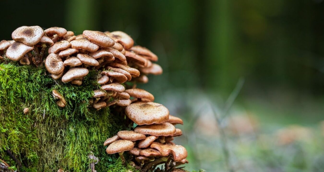 quel-est-le-role-des-champignons-dans-les-forets