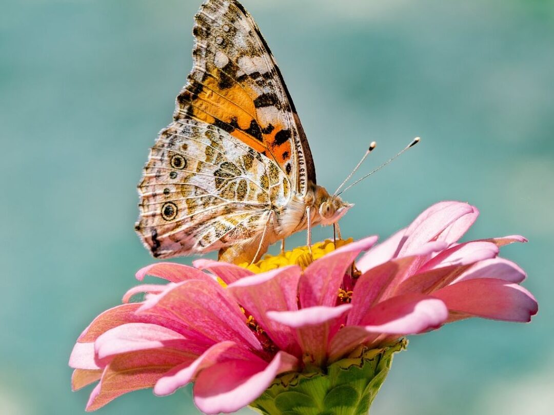 quel-est-le-role-des-papillons-dans-la-pollinisation