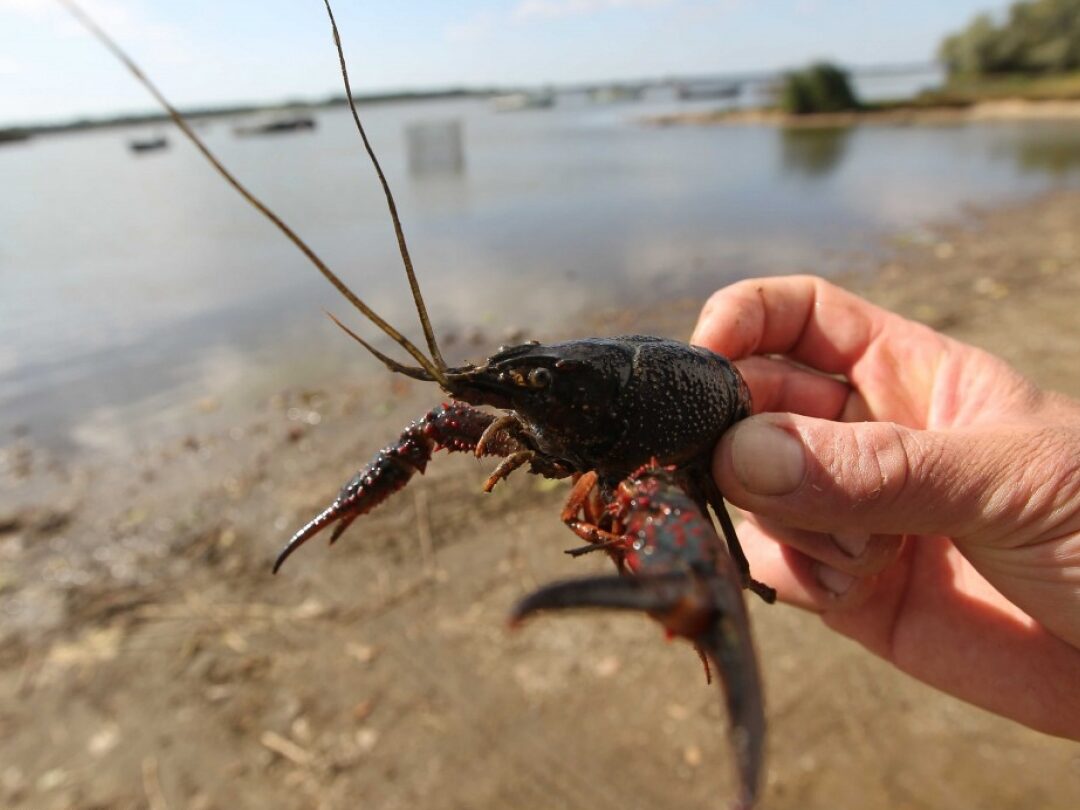 quelles-sont-les-especes-invasives-a-surveiller-en-france