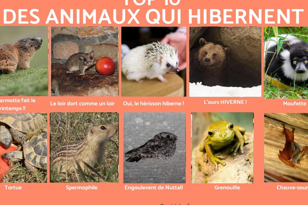 quels-animaux-hibernent-en-france-chaque-hiver
